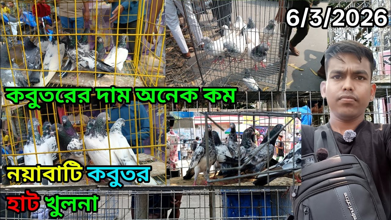 নয়াবাটি কবুতর হাট খুলনা pigeon market ni Khulna কবুতর হাট High Flyer #foryou  pigeon price #pigeon 