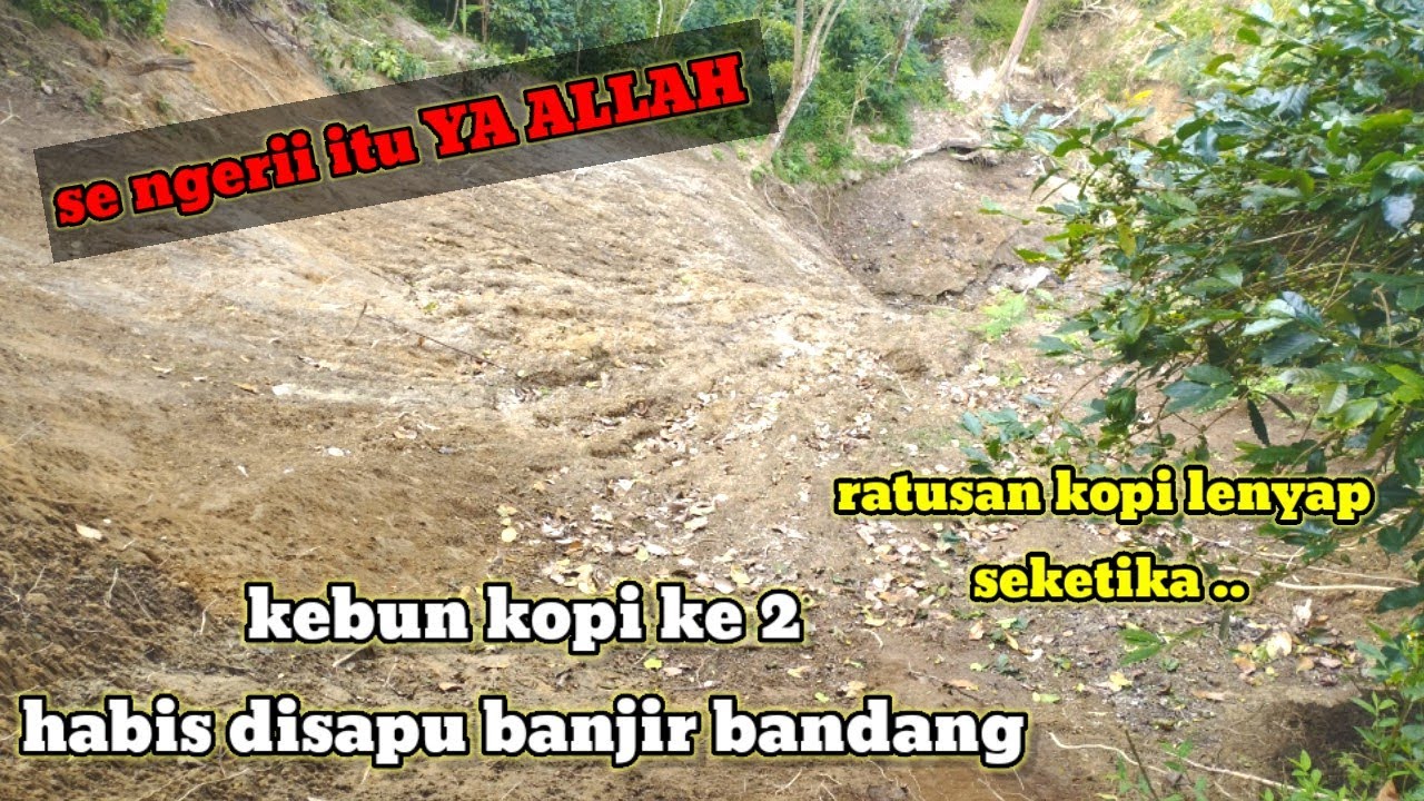 YA ALLAH KUATKAN AKU ,KEBUN KOPI LAGI BERBUAH BANYAK HABIS TERKENA BENCANA BANJIR BANDANG 