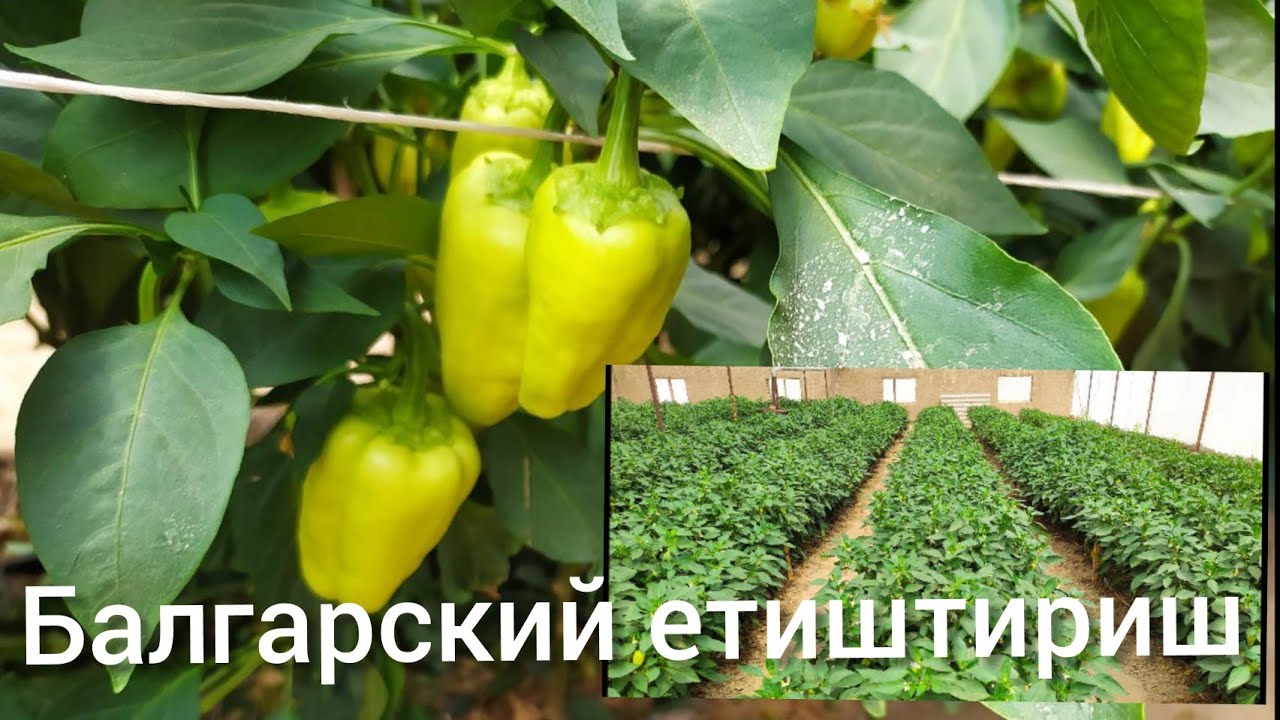 27.04.21 Bolgar qalampiri etishtirish sirlari . Balgarskiy , Bulg'or .