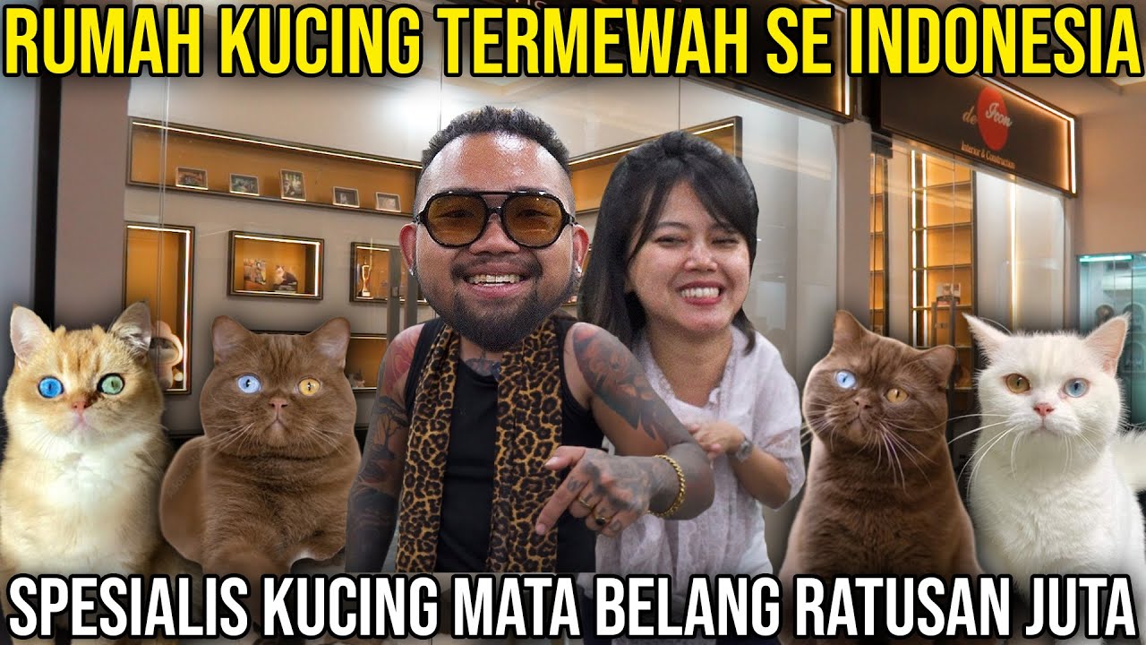 RUMAH KUCING TERMEWAH SE INDONESIA SPESIALIS KUCING MATA BELANG RATUSAN JUTA | DEICON CATTERY