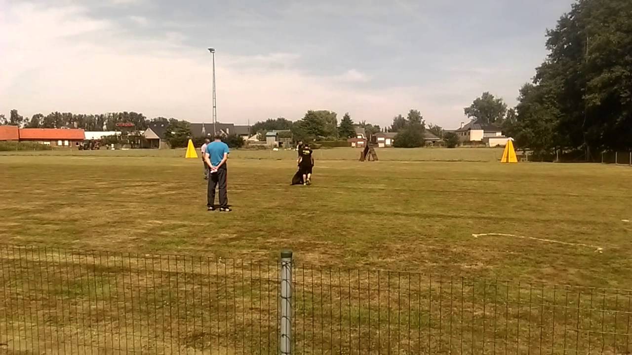 Fast Von Rouach Protection IPO 1 (96) -Zico von der Adelegg X Pixie van Rietnisse