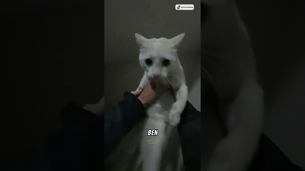 Abimiz Kendi Kedisi Sanıp Sokak Kedisini Alıyor 😂