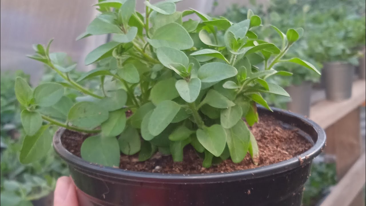 ПОМОГИТЕ!!! В ГОРШКАХ С ЦВЕТАМИ ПОСЕЛИЛИСЬ МУРАВЬИ🐜