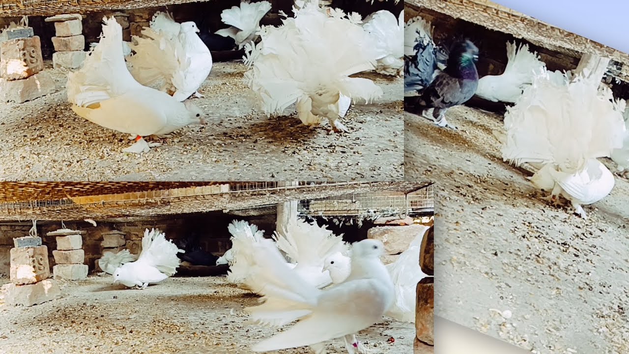 লক্কাপায়রা পালোন করে আজ আমি সফল🫡🕊️#youtube #fencypigeon #kabutar #pigeonhouse #birds #highlights  