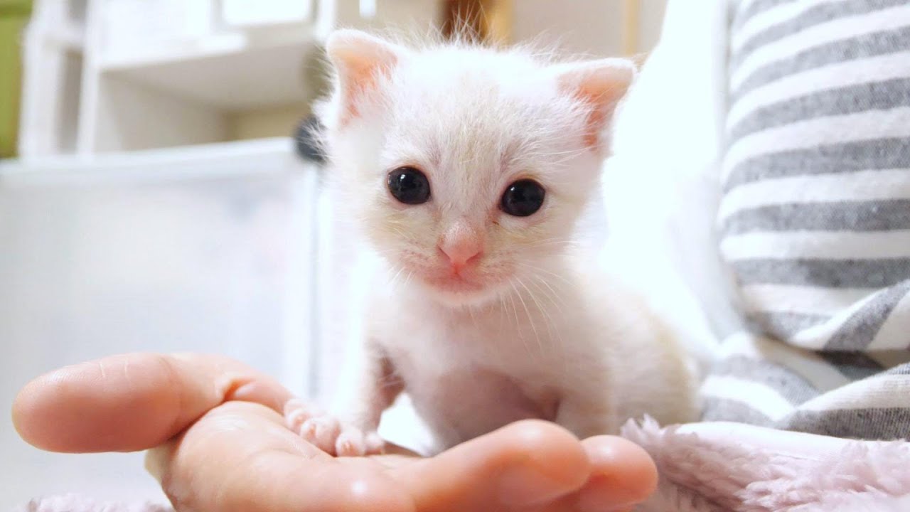 Котёнок гордо стоит на ладони, как царь зверей [Охраняемый кот]