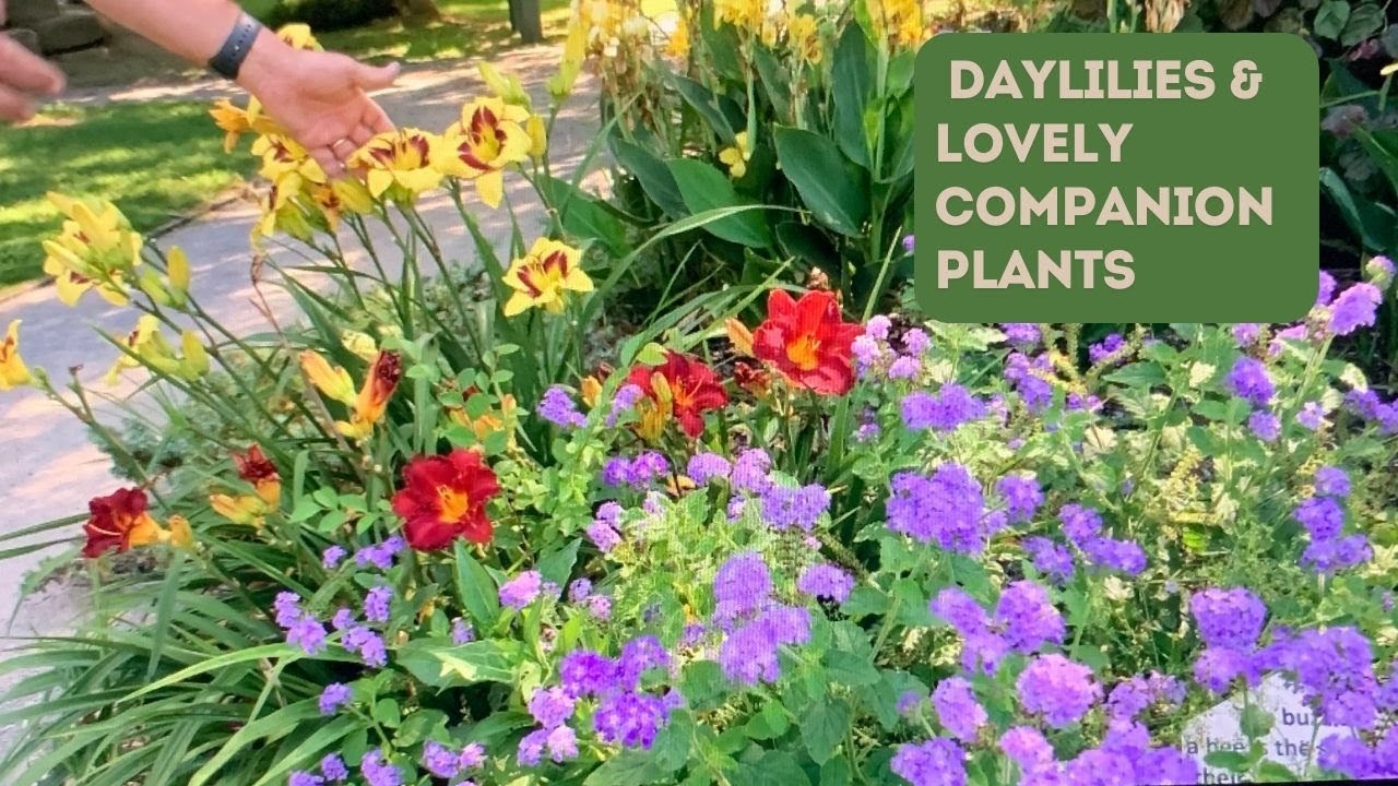 Follow Up: UT Gardens a Year Later—PLUS—Companion Plants for Daylilies
