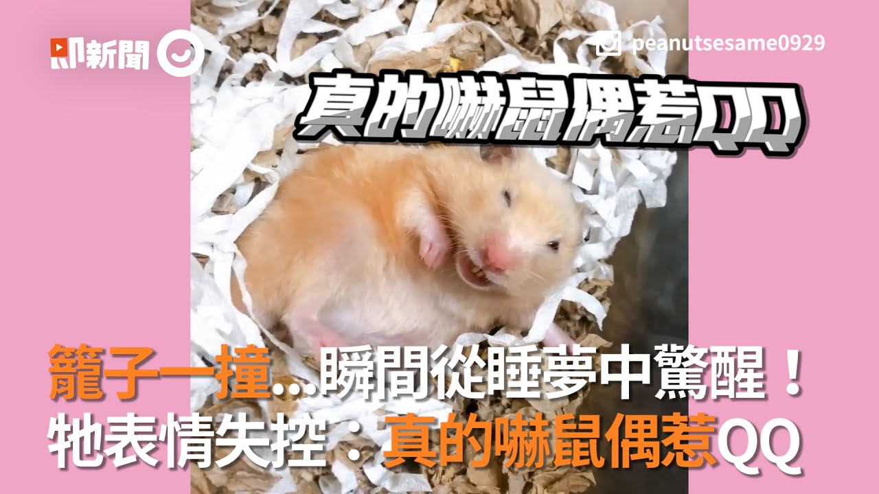 籠子被撞到瞬間驚醒睡夢中的黃金鼠 牠嚇傻表情失控：嚇鼠偶！｜寵物｜寵物鼠｜倉鼠
