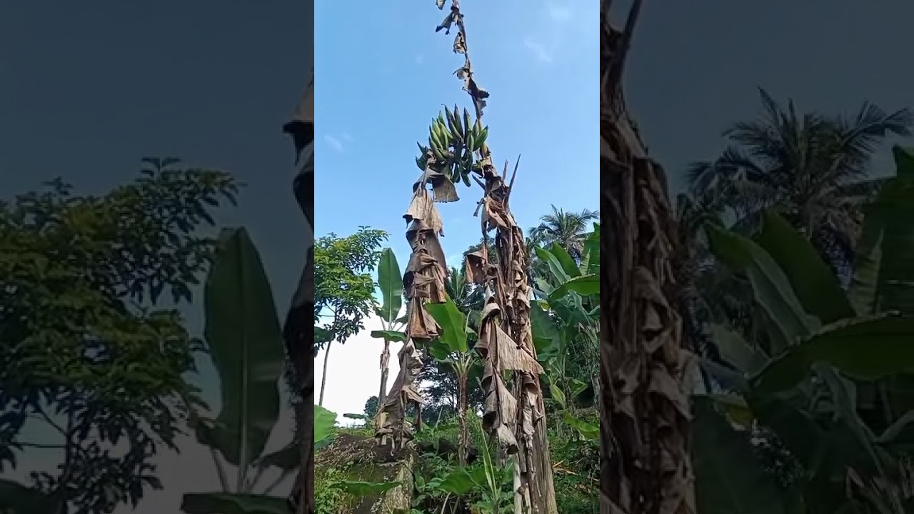 Pertumbuhan setelah 2 bulan tanam Video 2026 02 03 at 16 47 10