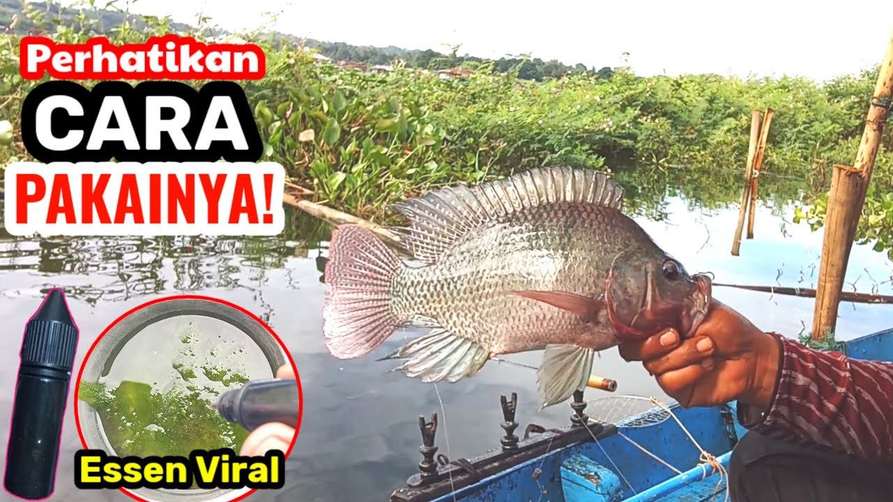 Lihat cara kerja essen ini! Cuma satu tetes nila badot nyerah!! || ESSEN VIRAL ANGLING HITAM