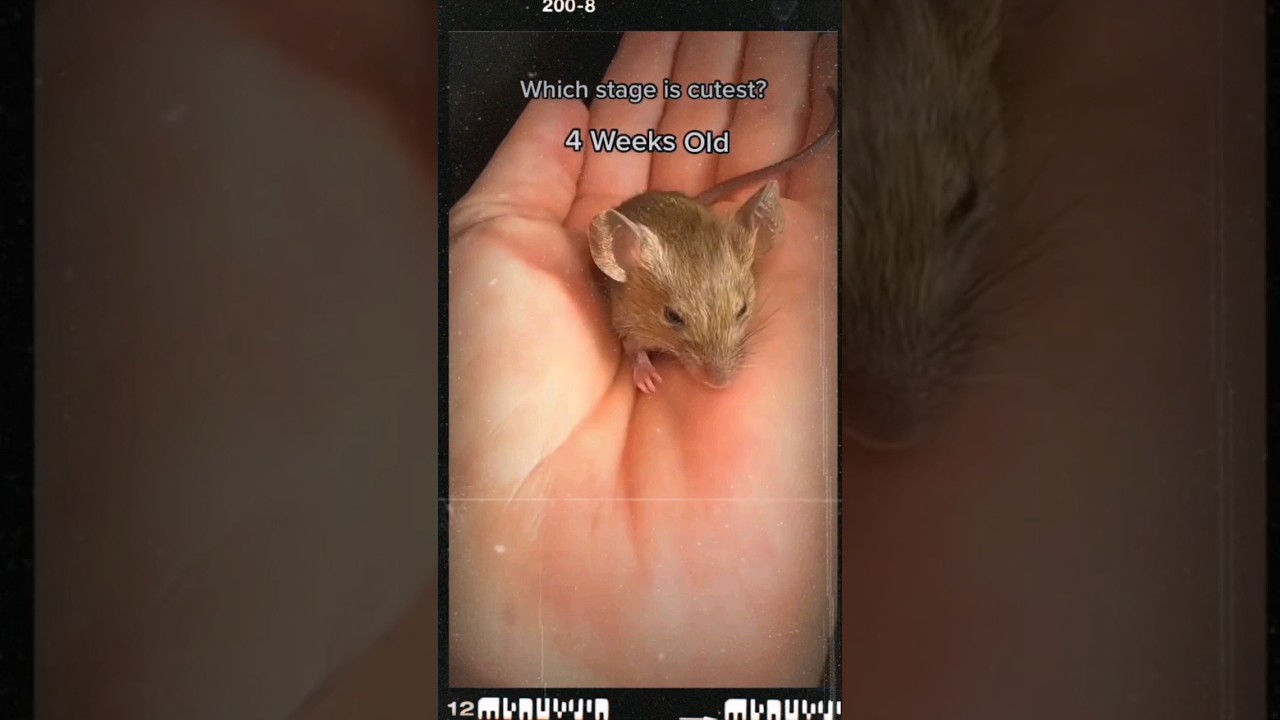 🐀🐁ইদুর ছানা | Baby Mouse | ইঁদুর🐀 #mouse #grow #trending