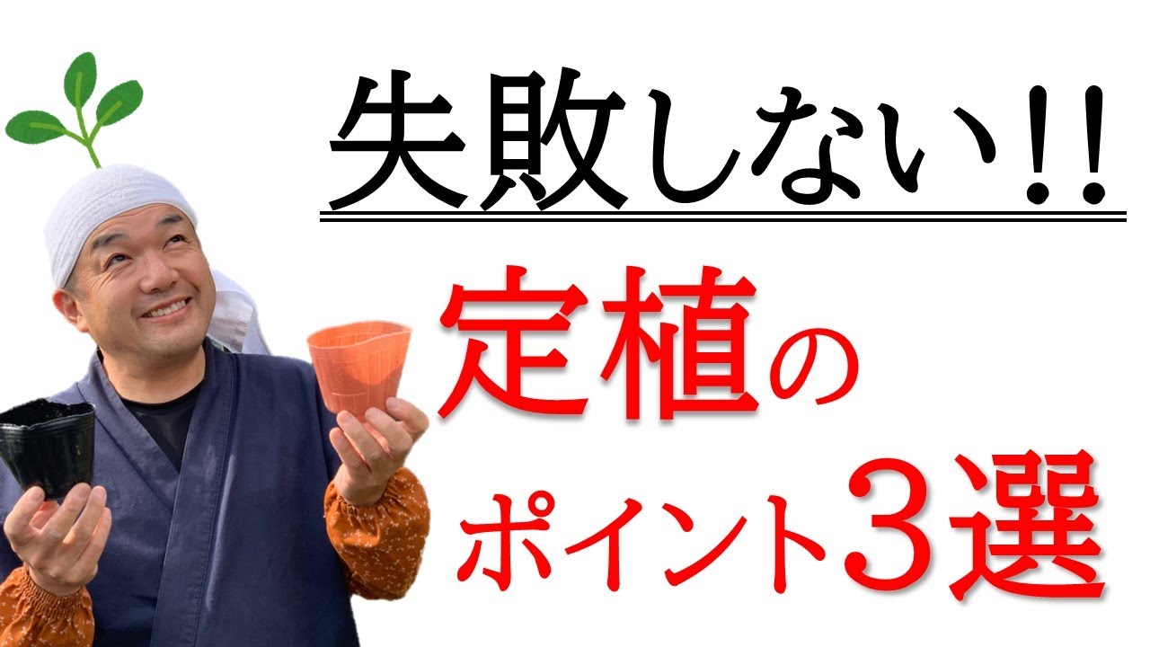 失敗しない‼定植のポイント【自然農法】