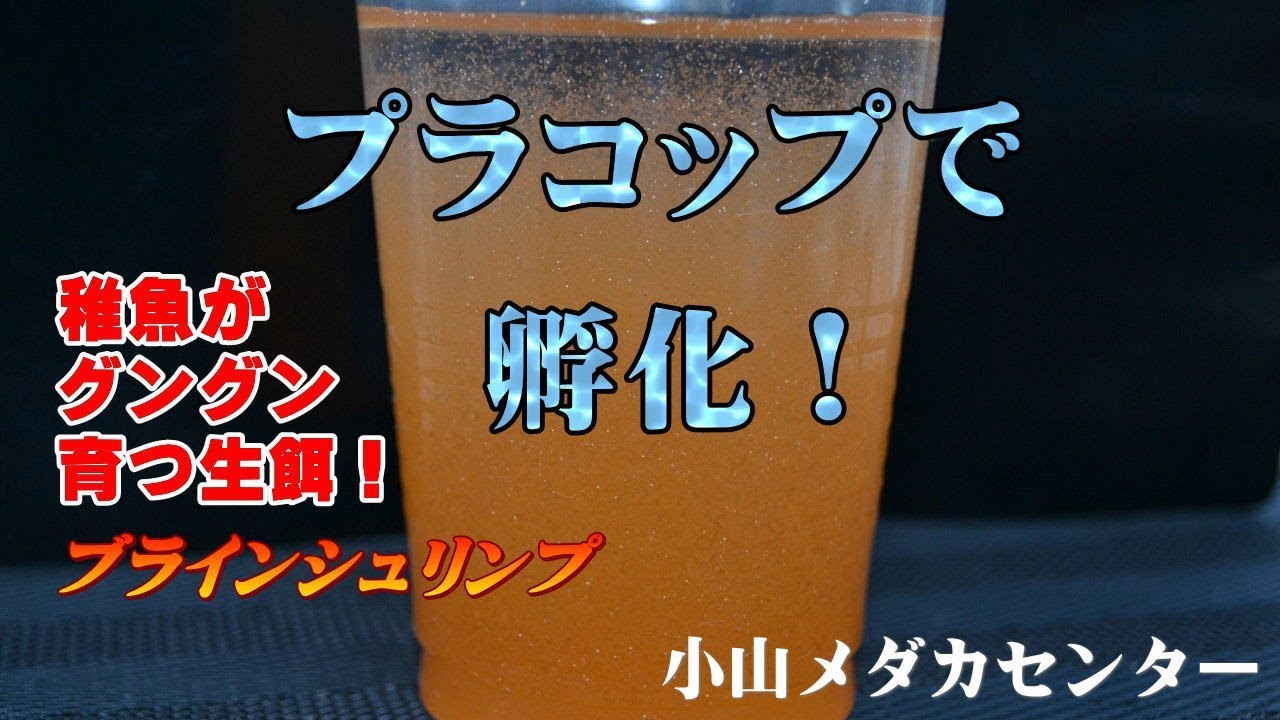 稚魚がグングン育つ生餌ブラインシュリンプ　プラコップで孵化！【めだか販売店　小山メダカセンター】