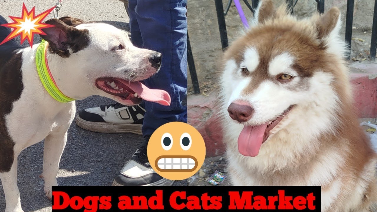 dogs and cats market saddar karachi 01/03/2026 🦮😻 🔥💗