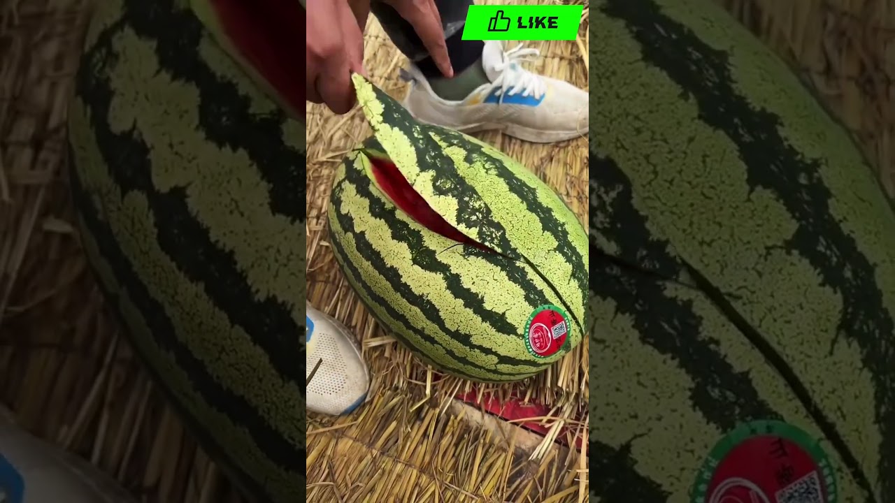 🤯🍉📈 ALGO SHOCK! Watermelon BRIX Test! VIRAL Slice + Science ASMR! Sweetness REVEAL! 🔥