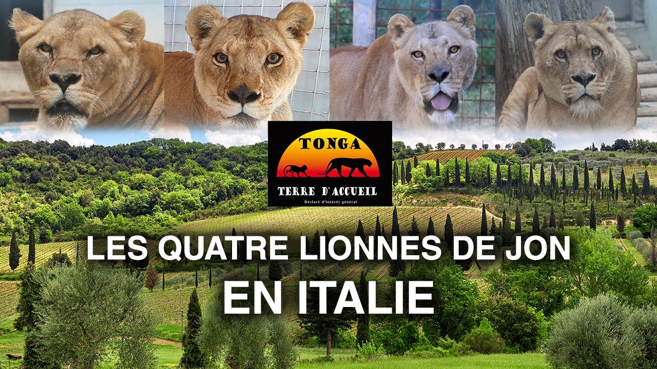 Les quatre lionnes de Jon en Italie