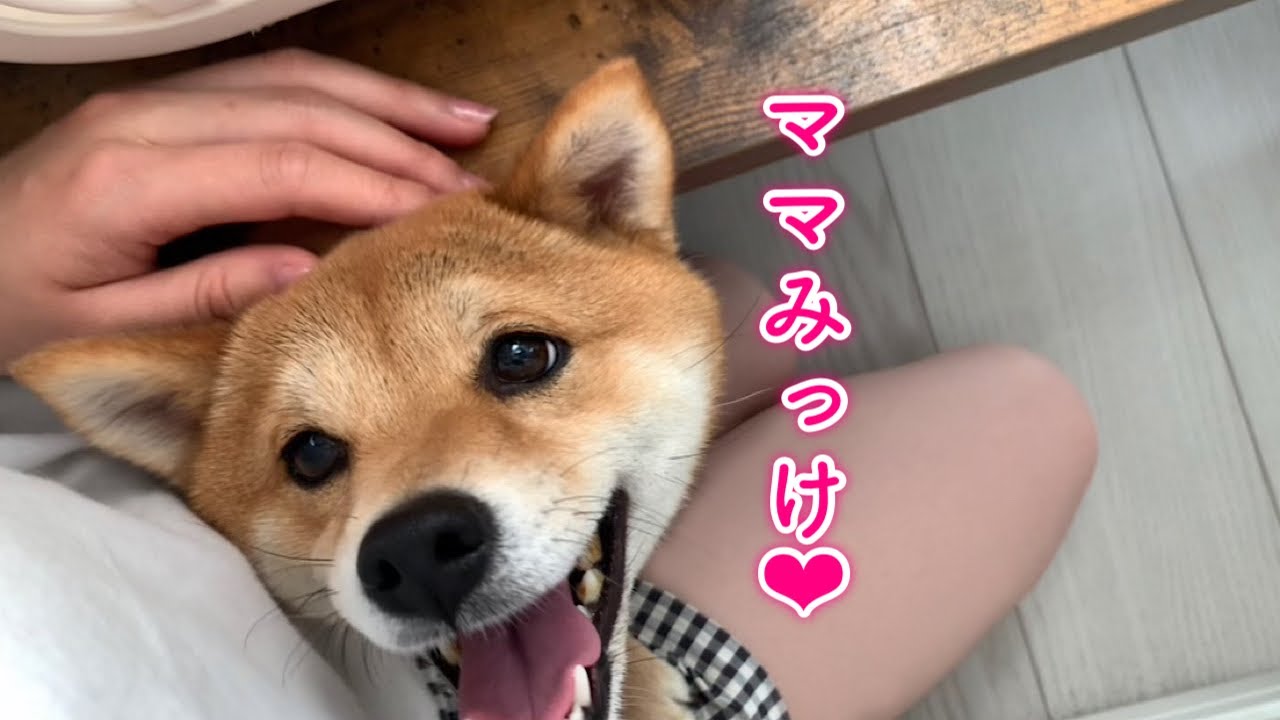 かくれんぼで一生懸命ママを探す柴犬が可愛い