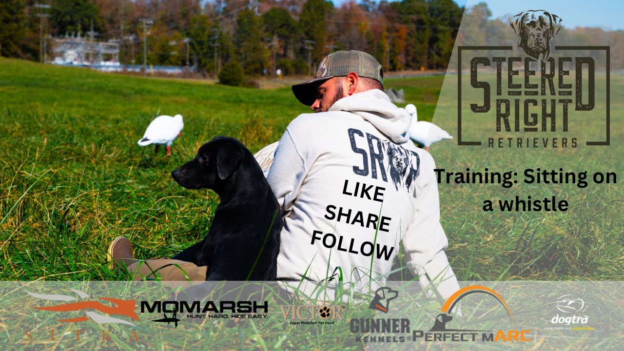 Gun dog: Sitting on a whistle