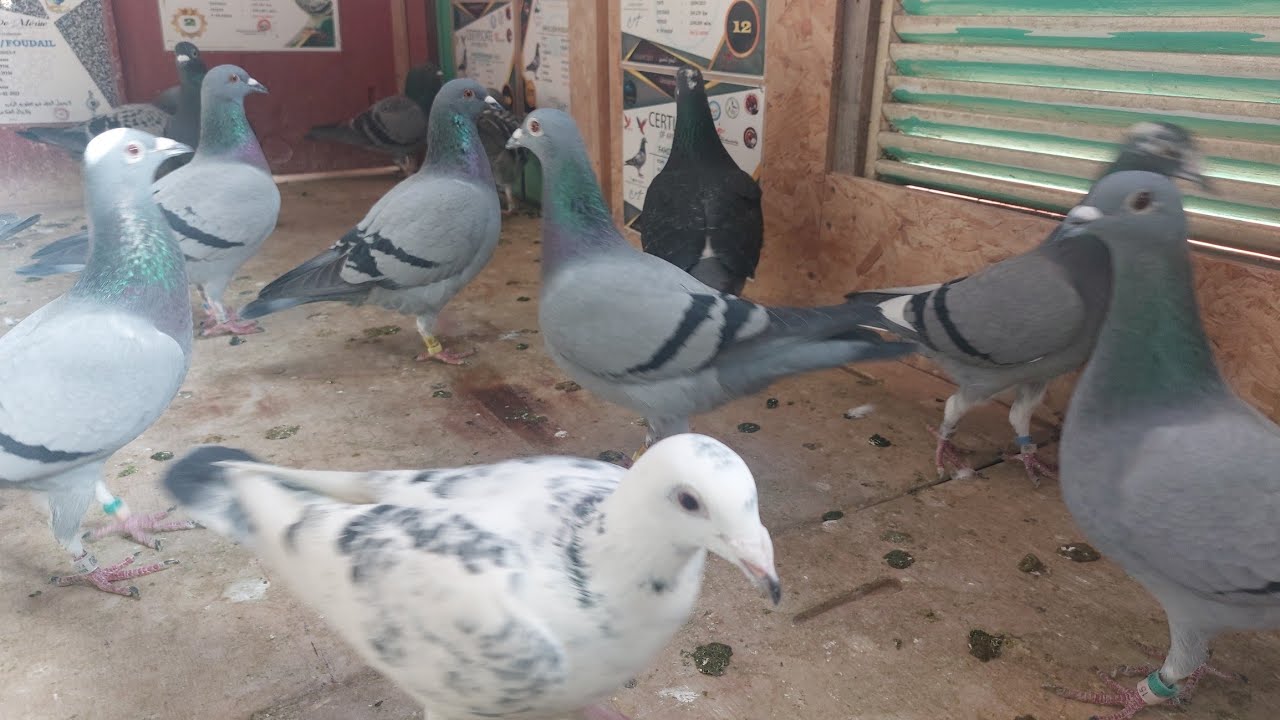العائلة المسامحة على التعطيلة⚘️⚘️أجي نتولعو 🕊🕊