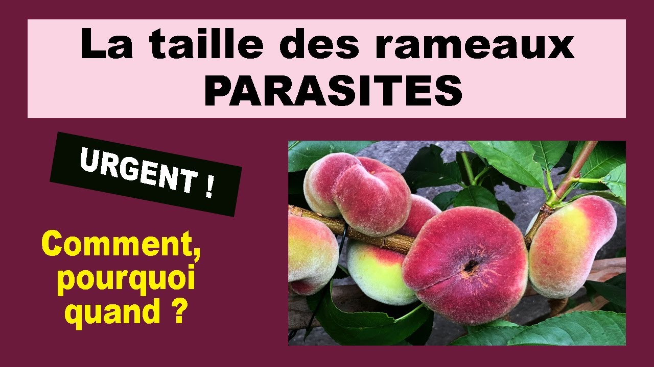 La taille des rameaux parasites du pêcher