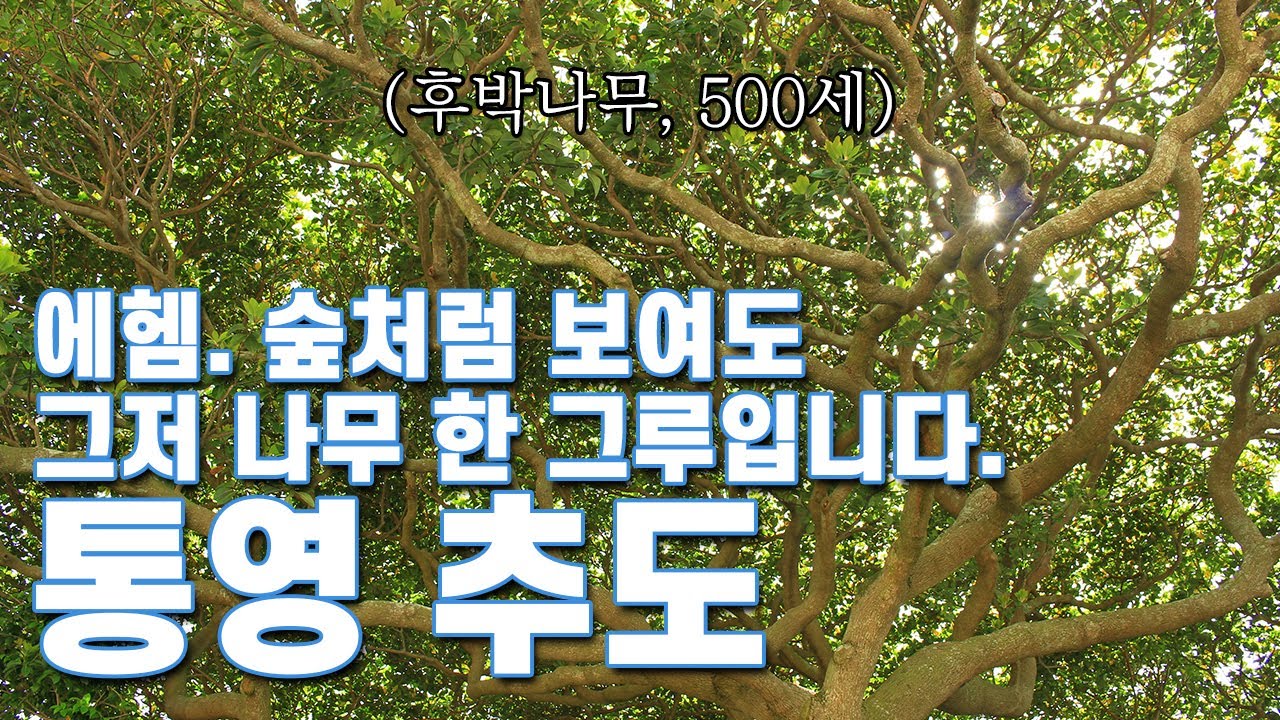 국내 여름 여행지 통영 추도 | 5세기를 살아낸 후박나무의 위엄