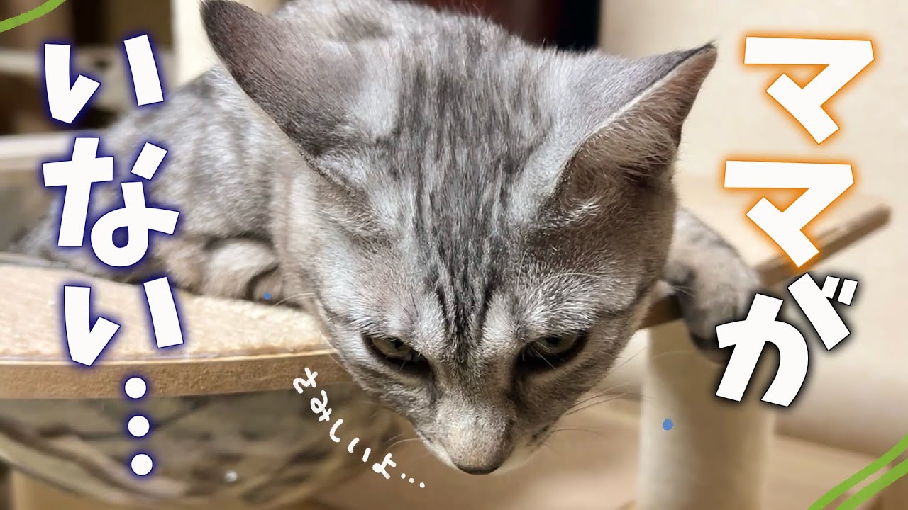 大好きなママがいなくなった寂しさで泣きわめく猫ちゃんたち…😭 | 猫ちゃんに食べられる気分が味わえる動画の撮影に成功しました(?) 【保護猫活動】