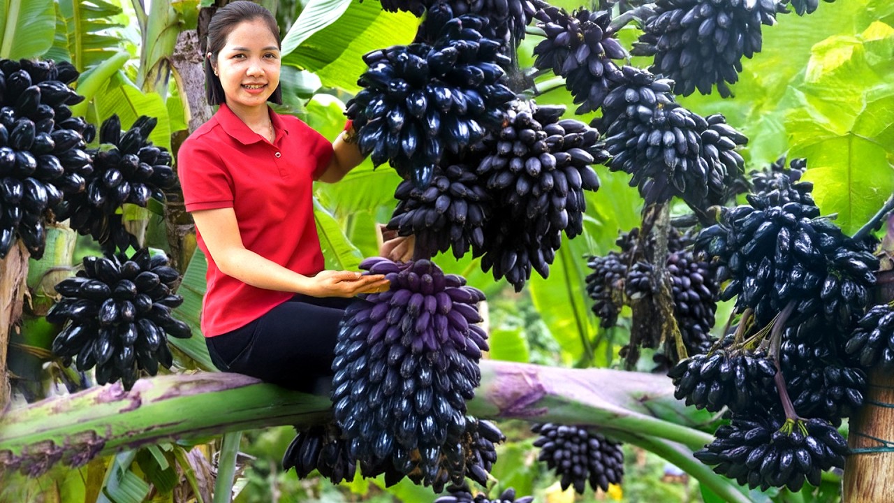 Harvesting 1000 + Kg Wild Bananas To Sell At Market,Weed The Cabbage Garden|Tieu Ca - Free Bushcraft