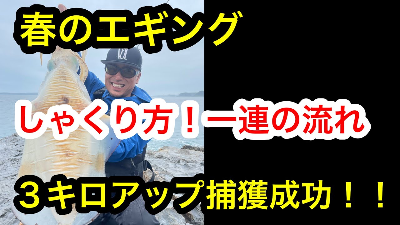 春エギングしゃくり方。キャストから回収まで。出た！！３キロアップ！一人の時のネットランディング