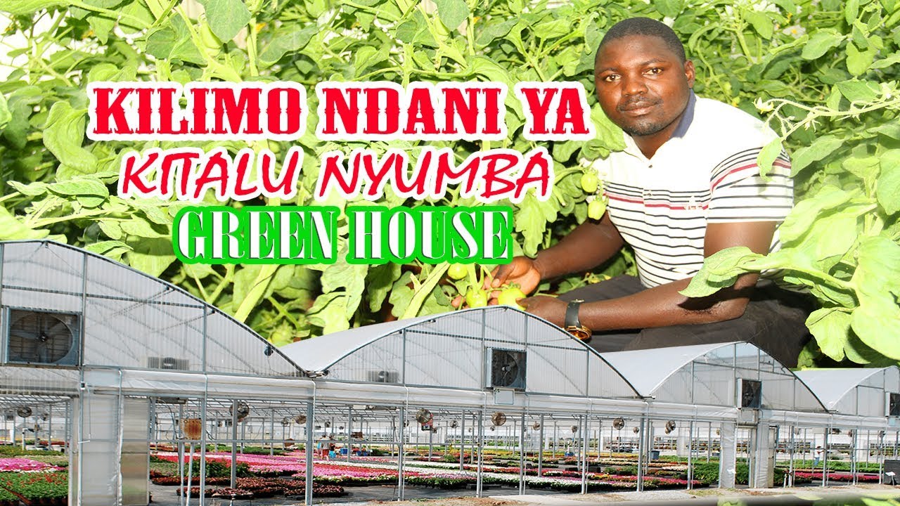 KILIMO NDANI YA GREEN HOUSE(KITALU NYUMBA/SHAMBA KITALU) PDF
