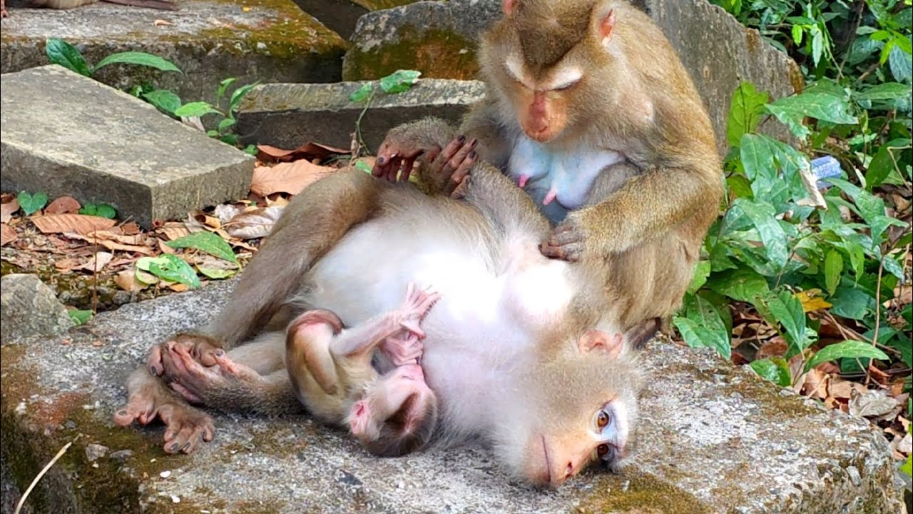 Libby hugs newborn Levy to gets grooming from Luna. 