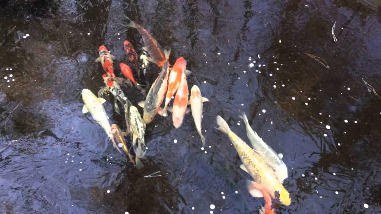 Koi Fish Under Ice