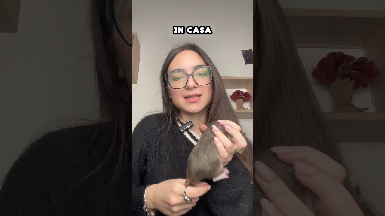 R&Oacute;ŻNICA TRA RATTO DI FOGNA E RATTO DOMESTICO🐀🐭#ratto #ratti #rat #rats #ratt #topo #topi #perte