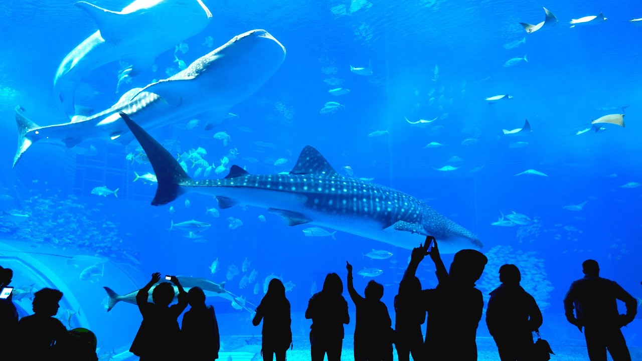 Breathtaking Aquariums You MUST Visit in the US! 🐟🐠🐬
