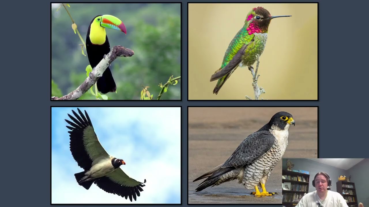Why Study Birds?