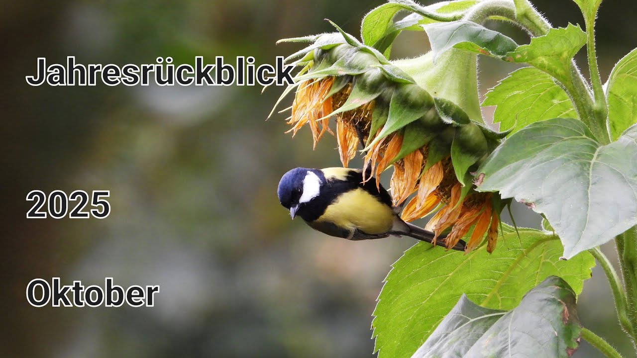 Meine Vogelwelt im Monat Oktober - Der Monat Oktober in Videos und Bildern