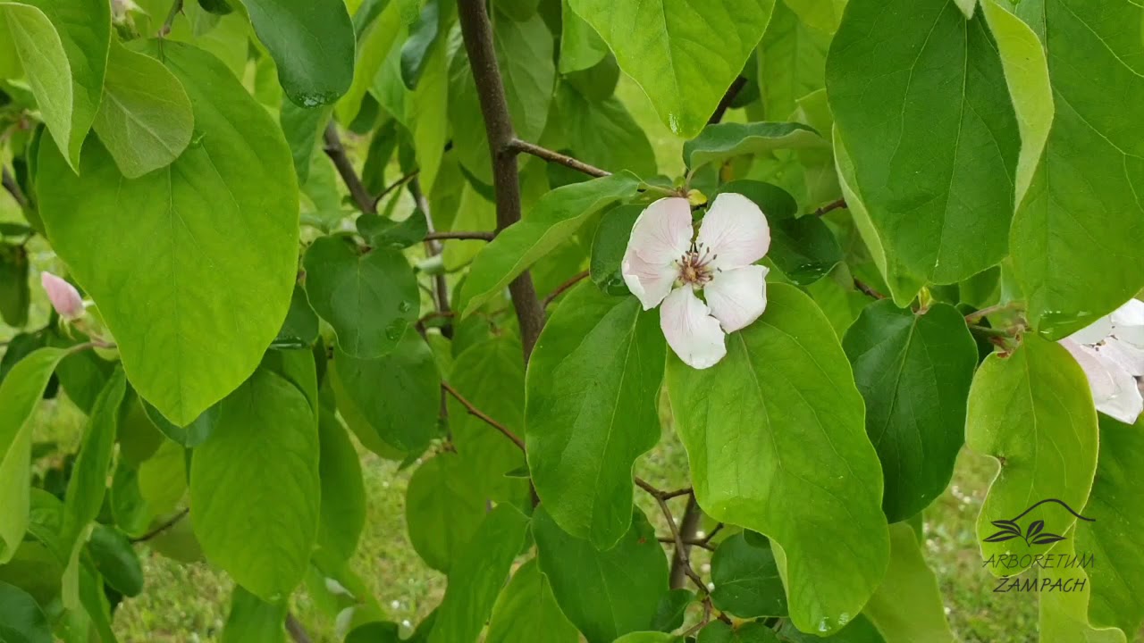 Cydonia oblonga 'Vranja' kdouloň obecn&aacute;