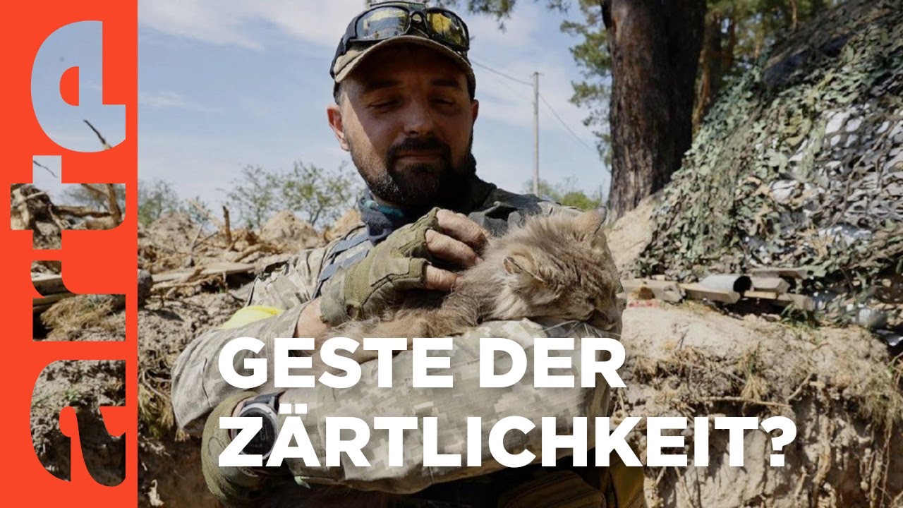 Katzen im Krieg | Mit offenen Augen | ARTE