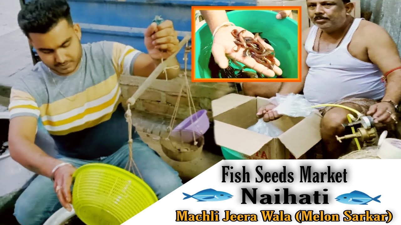 Singhi Fish Seeds Wholesaler Naihati ।। All India Supplier ( Melon Sarkar) ।।