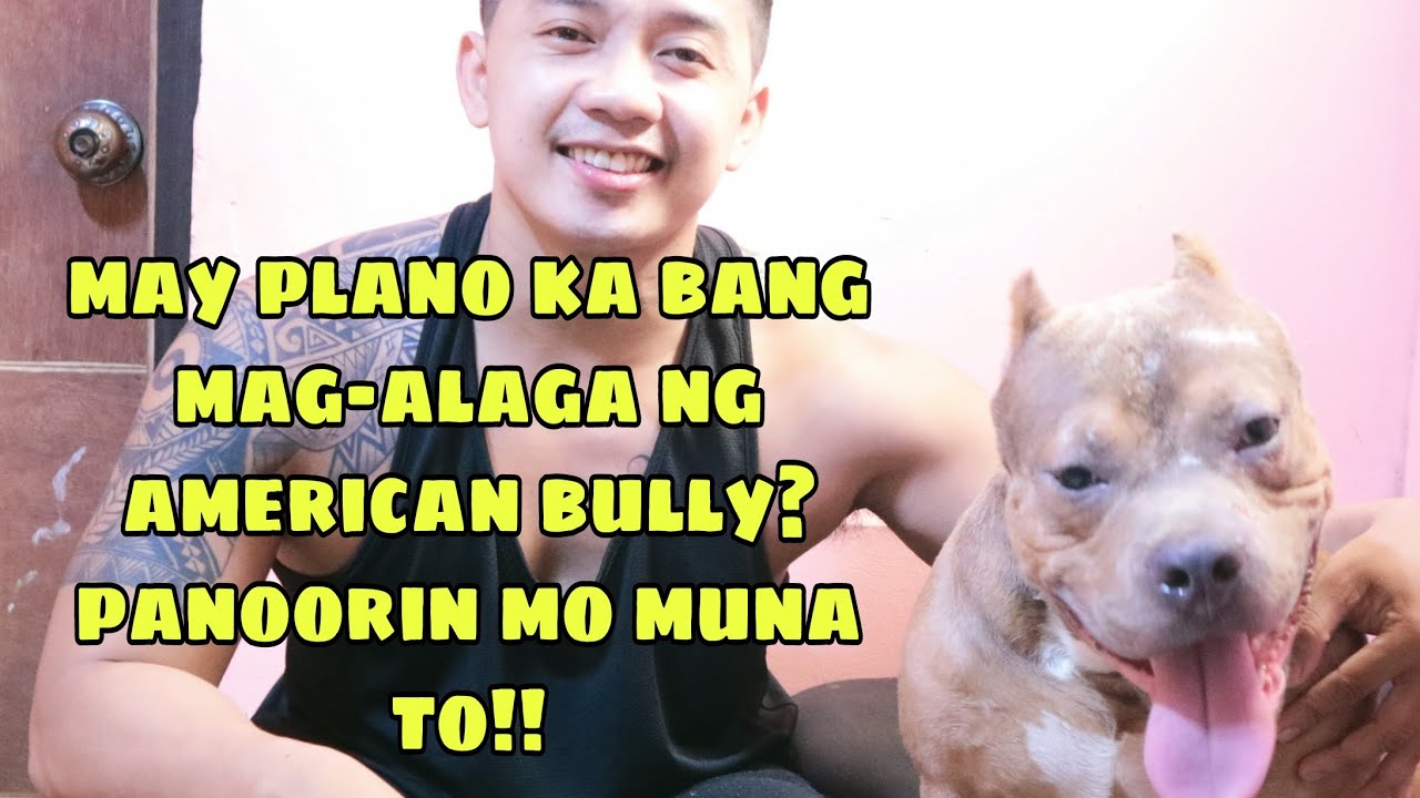 May plano ka bang mag-alaga ng american bully? Panoorin mo muna to😁