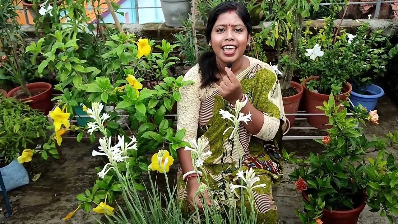 How to grow Tuberose plant from bulb।। রজনী গন্ধা গাছের প্রতিস্থাপন ও সম্পূর্ণ পরিচর্যা।।