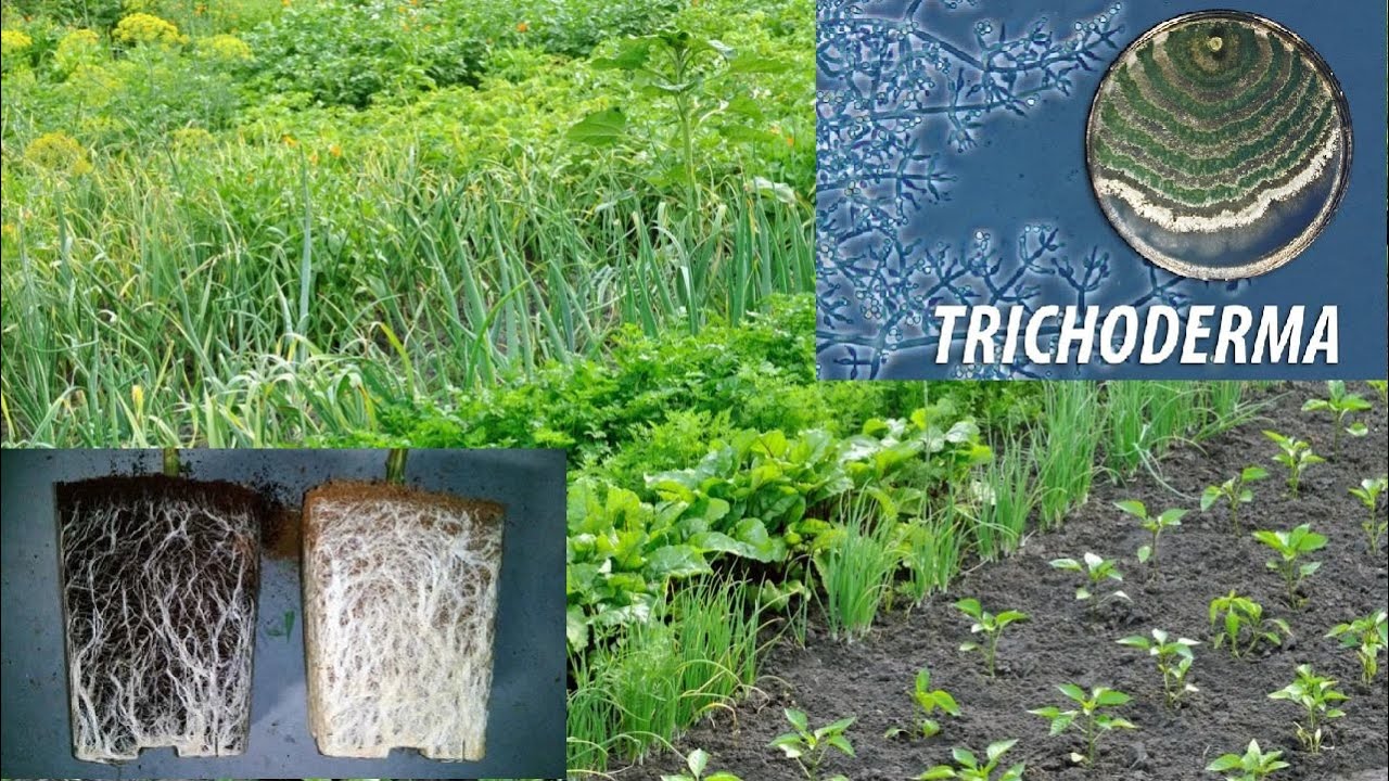 Cum se folosește TRICHODERMA pentru combaterea bolilor, imunizarea plantelor, compostare