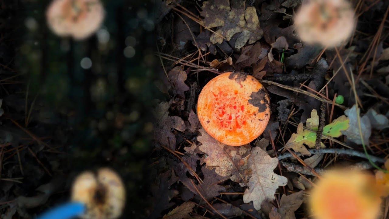😱🥵 INCREDIBILE BUTTATA DI FUNGHI ROSITI • LACTARIUS DELICIOSUS & SANGUIFLUUS [23/11/2025] 