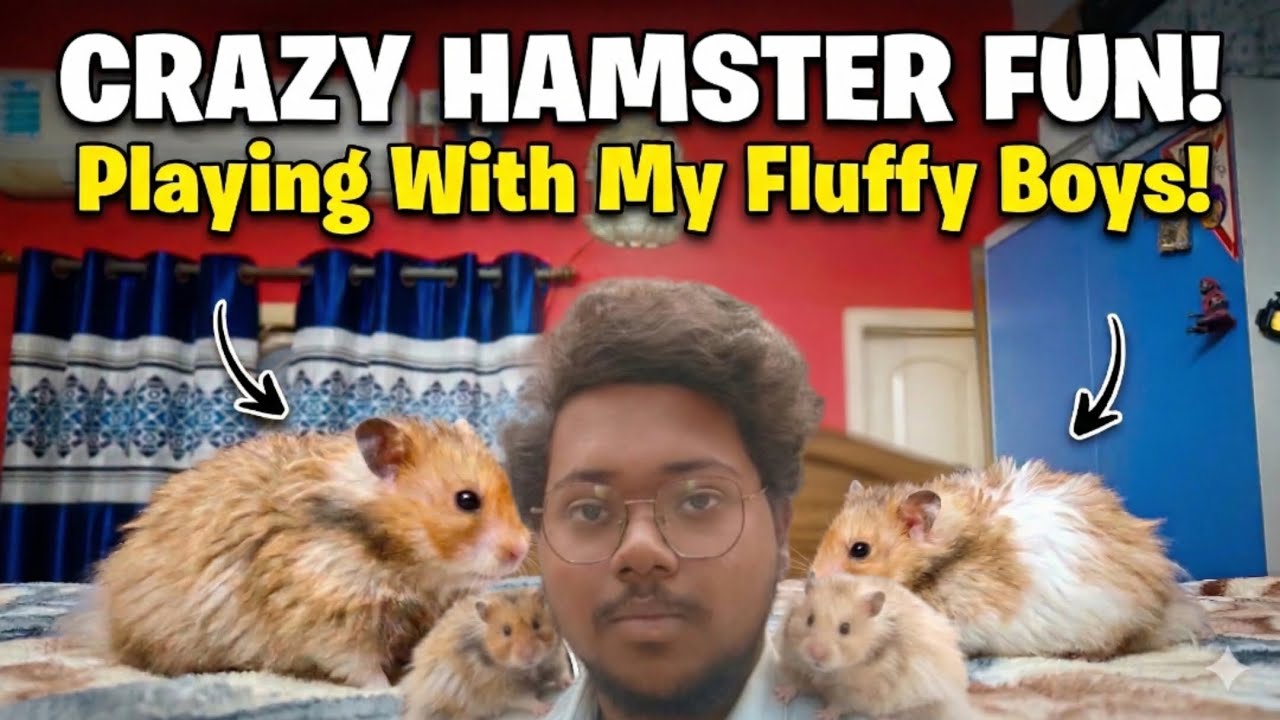 Chilling with my hamsters in free time.