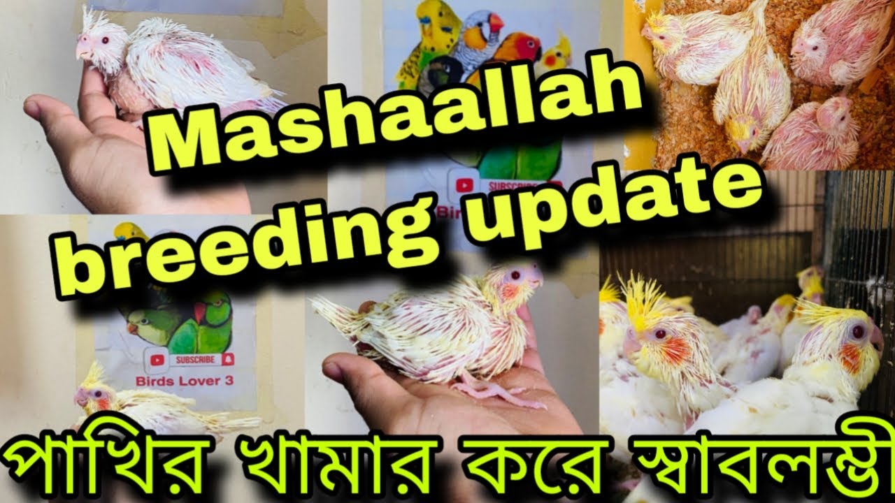 ককাটেল পাখির খামার করার পদ্ধতি || ককাটেল পাখির খামার করে স্বাবলম্ভী || পাখির খামার করার পদ্ধতি