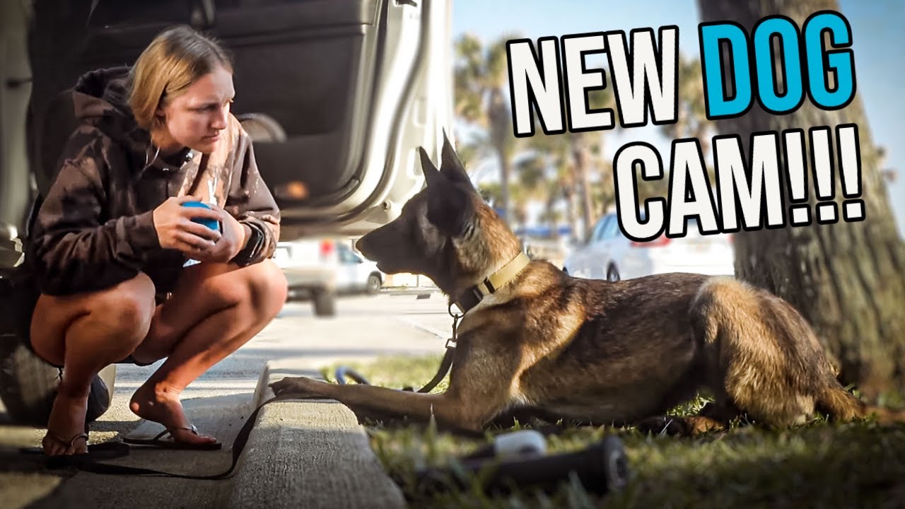 My dog has a camera now | LIVING out of a 4RUNNER