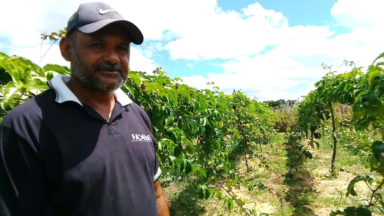 Plantação de maracujá no município de Itaporanga PB
