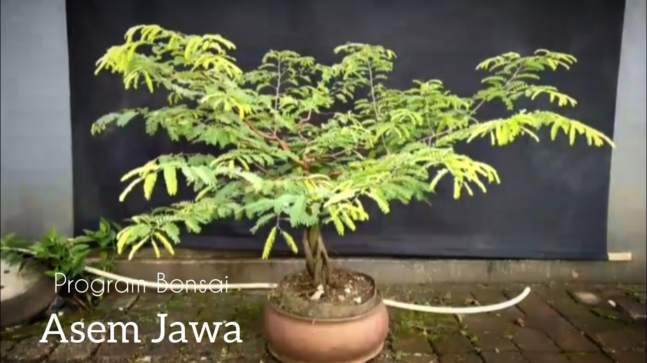 Pres dan Wiring Bahan Bonsai Asem Jawa