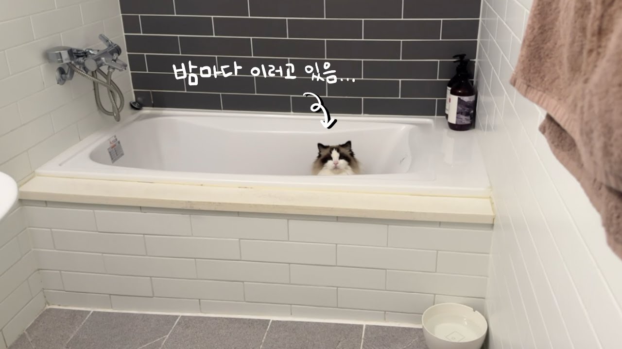 생각을 알 수 없는 4차원 고양이