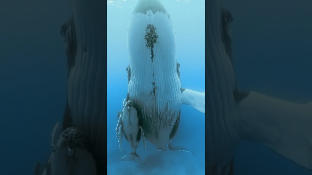 Blue Whale 🐋 with baby Whale 🐳🤯🤍 #bluewhale