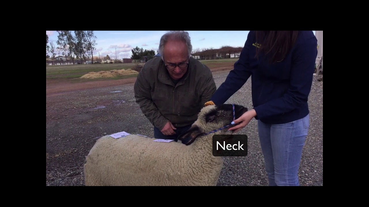 Sheep External Anatomy Part 1