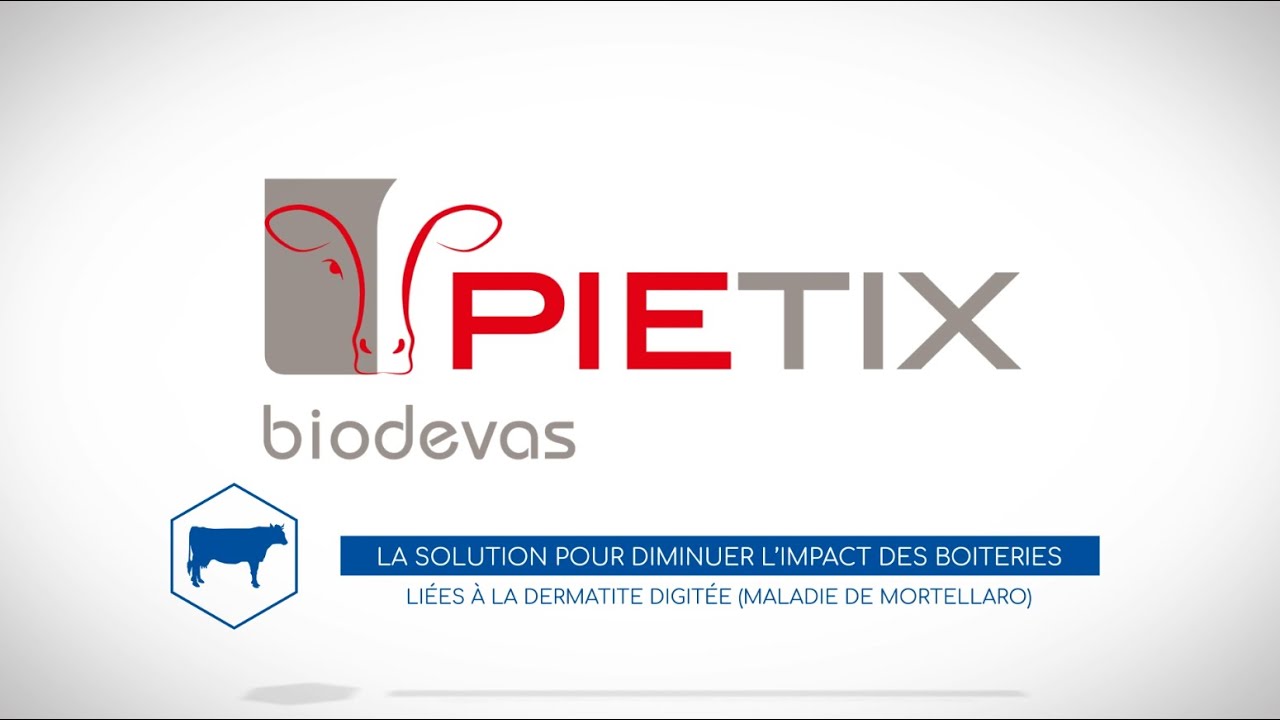 Pietix : Solution pour diminuer l'impact des boiteries (dermatite digitée, Mortellaro) // Ruminants